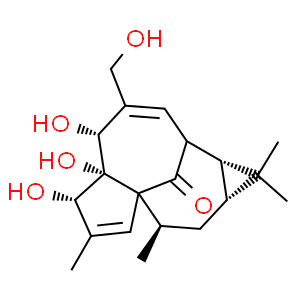 巨大戟醇