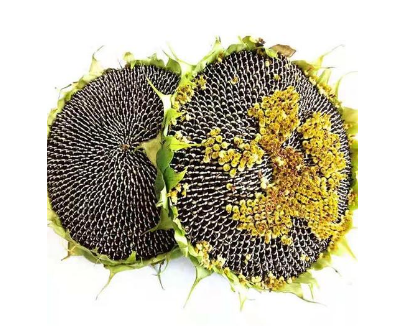 葵花盤生物堿